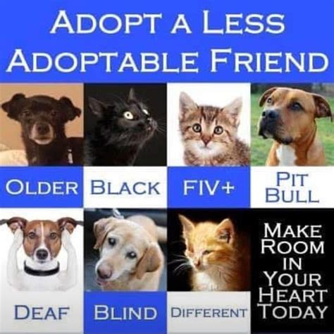 craigslist st louis pets|Pets Available For Adoption (not rehoming) in the St. Louis Mo Area.